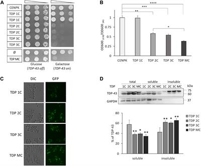 Frontiers | Nucleolin Rescues TDP-43 Toxicity in Yeast and Human